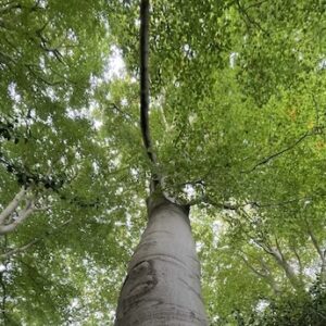 Meditatie in Hilversum