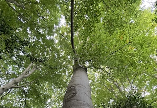 Meditatie in Hilversum